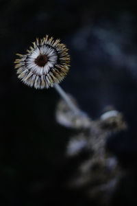 Close-up of dandelion flower