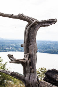 Driftwood on tree by sea against sky