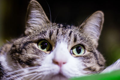 Close-up portrait of cat