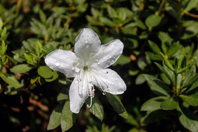 Close-up of wet flower on rainy day
