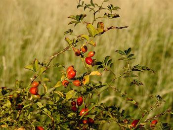 Close-up of berries growing on tree