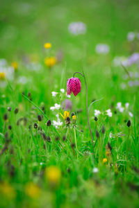 Close-up of purple flowering plant on field