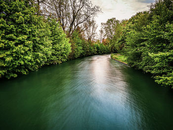 River amidst trees in forest