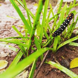 Close-up of insect on plant