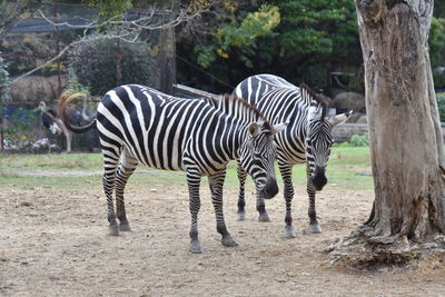 Zebras in a zoo