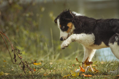 Dog looking away on field