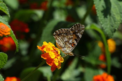 Close-up of butterfly pollinating on flower