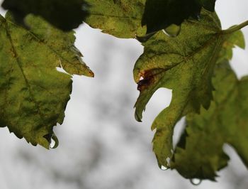 Close-up of leaves