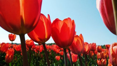 Close-up of red poppies blooming in field against clear sky