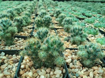 Close-up of cactus growing on field