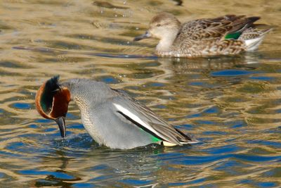 Bird in water