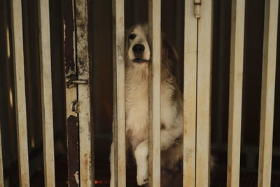 Portrait of dog in cage