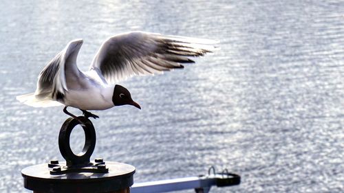 Close-up of seagull