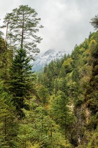 Trees in forest against sky