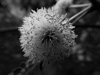Close-up of dandelion on plant
