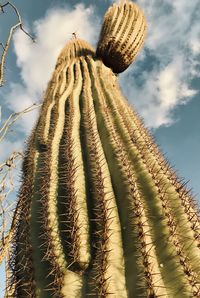 Low angle view of  saguro.  protected saguaro cactus, can grow  20 ft.  burro creek. wilderness,az 