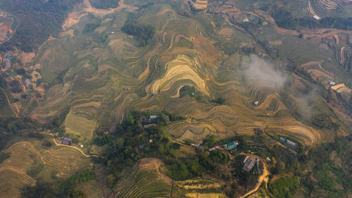 High angle view of rice field