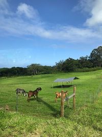 Horses in a field