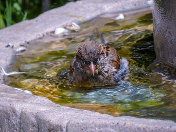 High angle view of bird bathing in water feature 