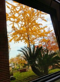 Trees against sky during autumn