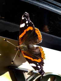 High angle view of butterfly