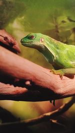 Close-up of lizard