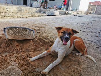 Portrait of dog relaxing on land