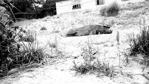 View of an animal on field