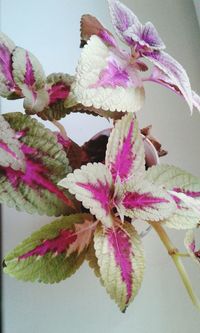 Close-up of pink flowers blooming outdoors