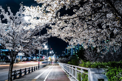 View of cherry blossom on road in city