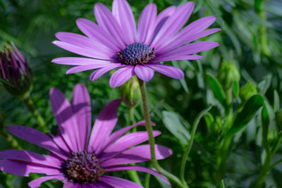 Close-up of purple flower