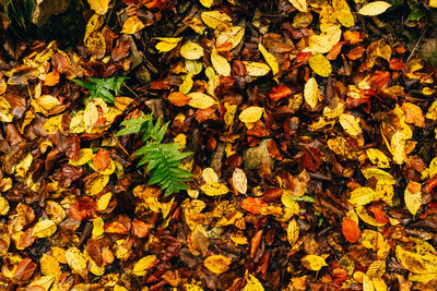 High angle view of yellow maple leaves on field