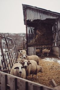 Sheep in a row
