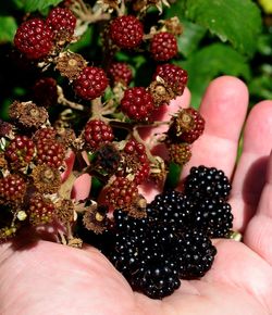 Close-up of hand holding strawberries