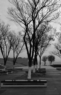 Bare trees on road against sky