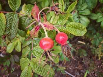 Close-up of berries growing on tree