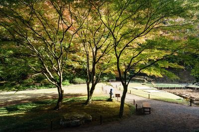 Trees in park