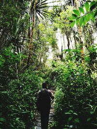 Rear view of man and woman walking in forest