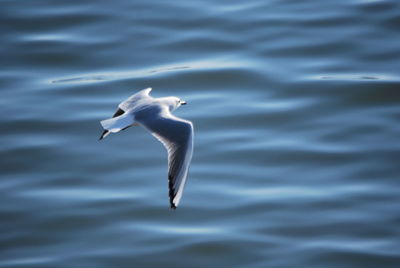 Bird in water