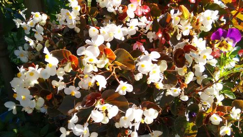 Close-up of flowers growing on tree