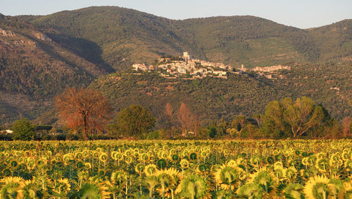 Scenic view of field against mountains