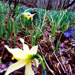 Close-up of flower blooming in garden