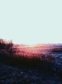 Scenic view of field against clear sky during winter