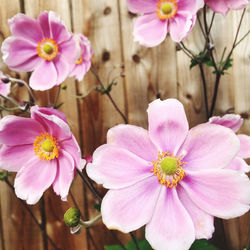 Close-up of pink flowering plants