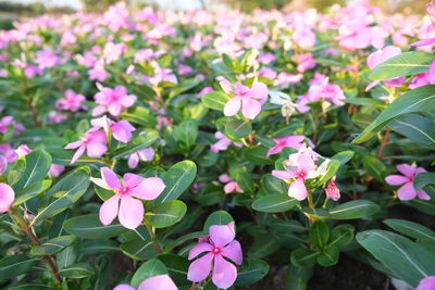 Close-up of pink flowering plants in park