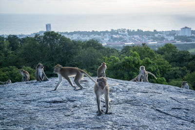 Monkeys on rock