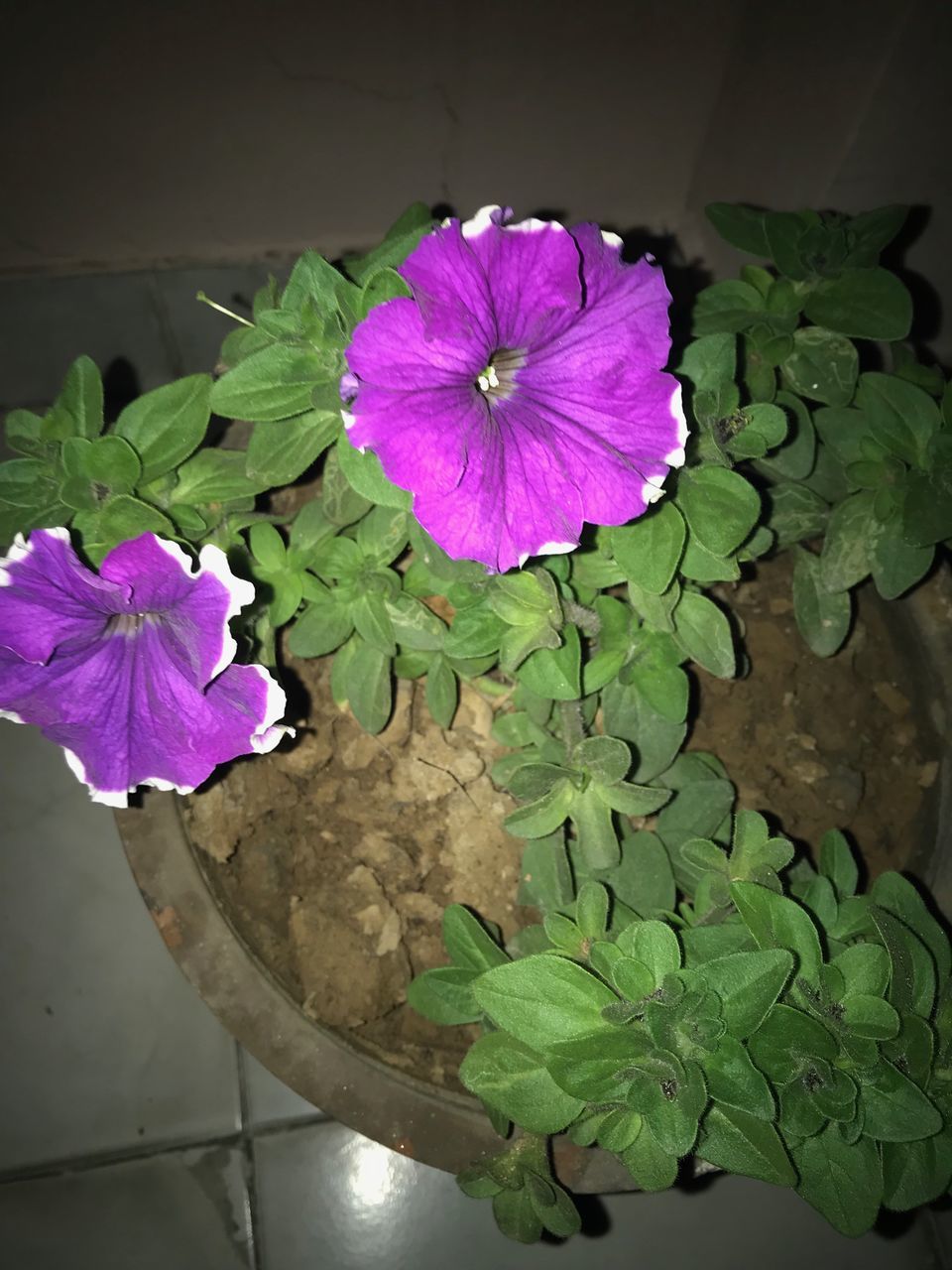 flower, flowering plant, plant, freshness, vulnerability, fragility, petal, beauty in nature, inflorescence, flower head, close-up, plant part, leaf, growth, nature, potted plant, no people, pink color, green color, purple, flower pot