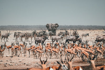 Almost all african animals at the watering hole in etosha national park in namibia