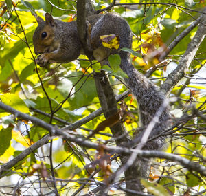 Low angle view of bird perching on tree