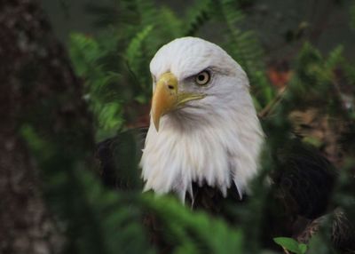 Close-up portrait of eagle